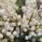 Tarya_