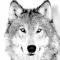 Wolfman