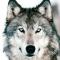 wolfman1