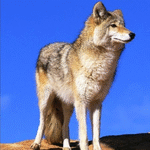 steppe woolf