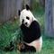 PANDA84