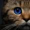 IFFI