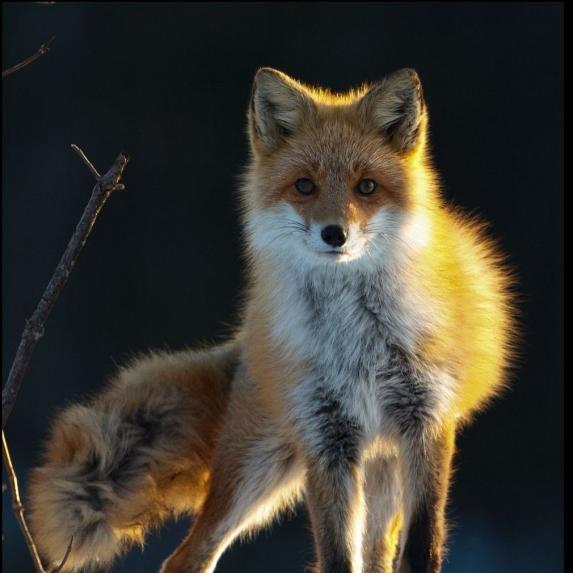 Crafty Foxу