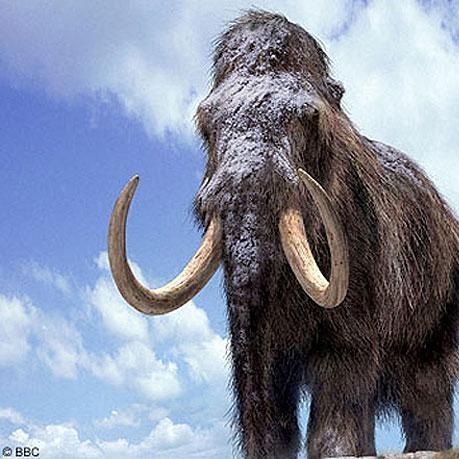 Slonopotamus