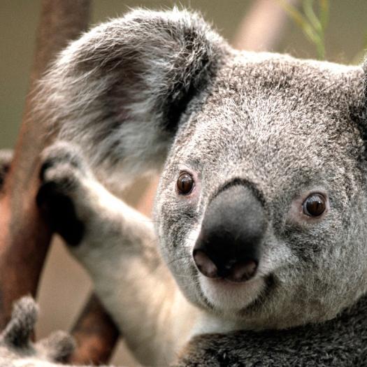 Рашит