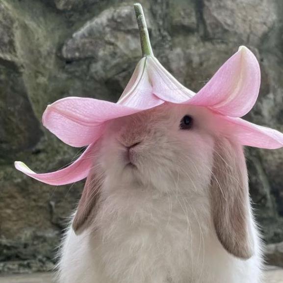 White bunny