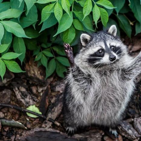 Wahiba Testas