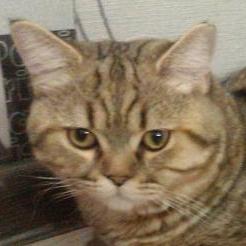 котофейворонеж