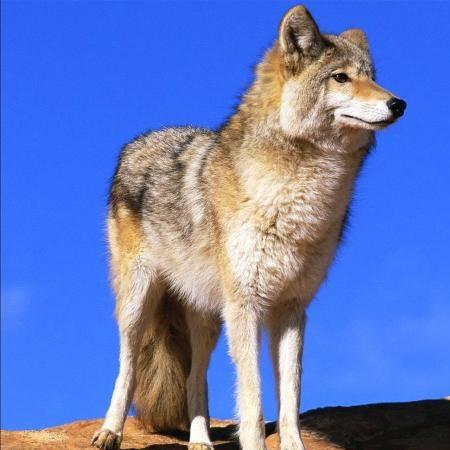 steppe woolf