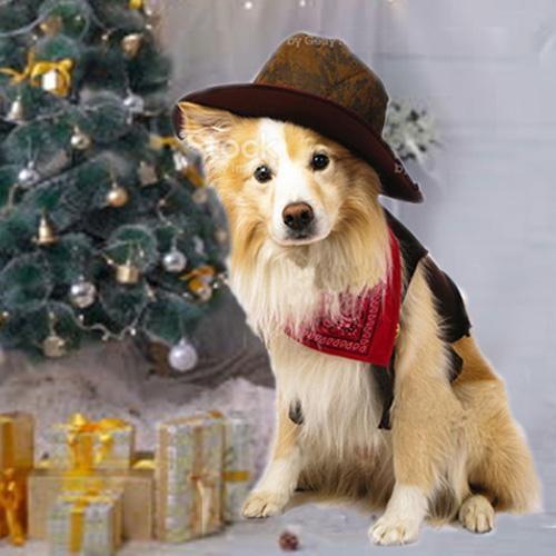 Колли