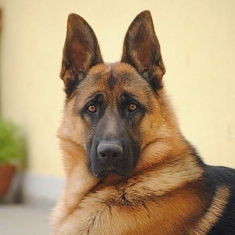 Amyr
