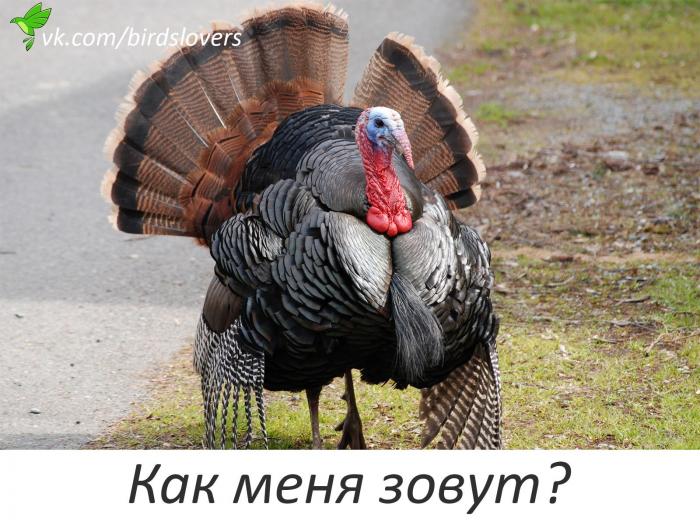 капризный дядька индюк