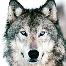 wolfman1