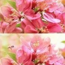 Любовник Орландо