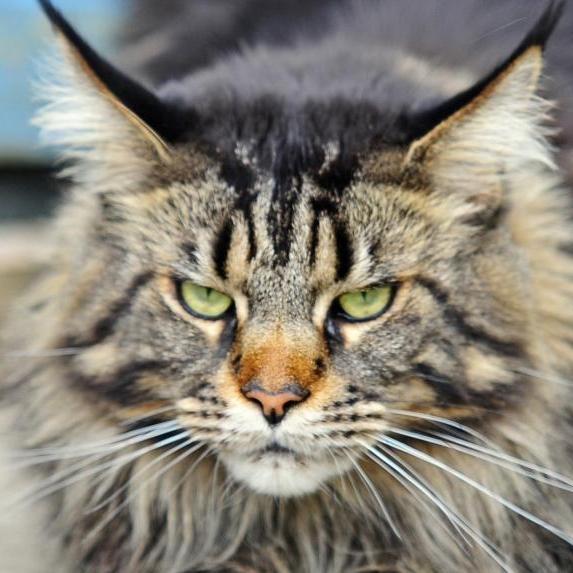 КотБаюн
